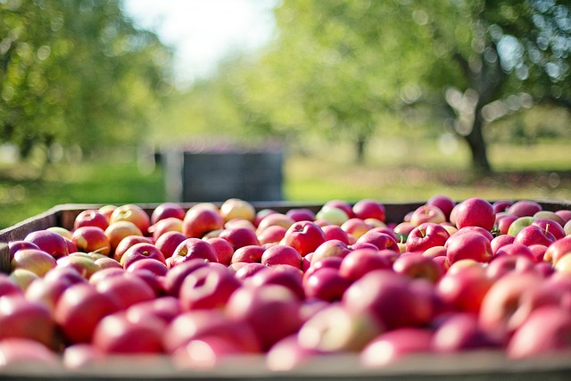 Przechowywanie Jabłek w Przemysłowych Chłodniach - Kluczowe Korzyści