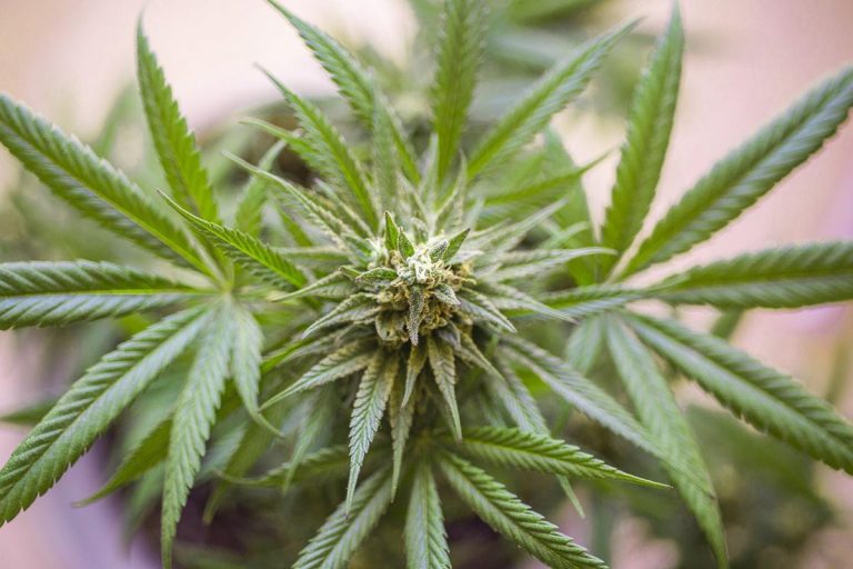 Przewodnik po zastosowaniach cbd w pielęgnacji skóry – od nawilżenia po regenerację