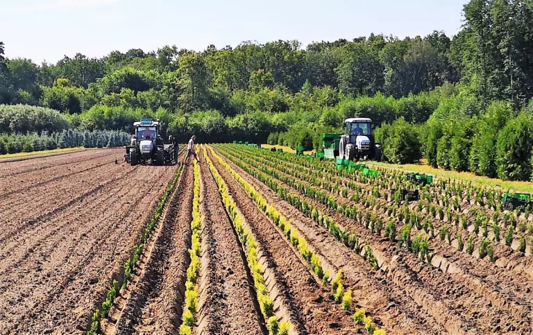 Drzewa iglaste do ogrodu – które odmiany przetrwają każdą zimę?